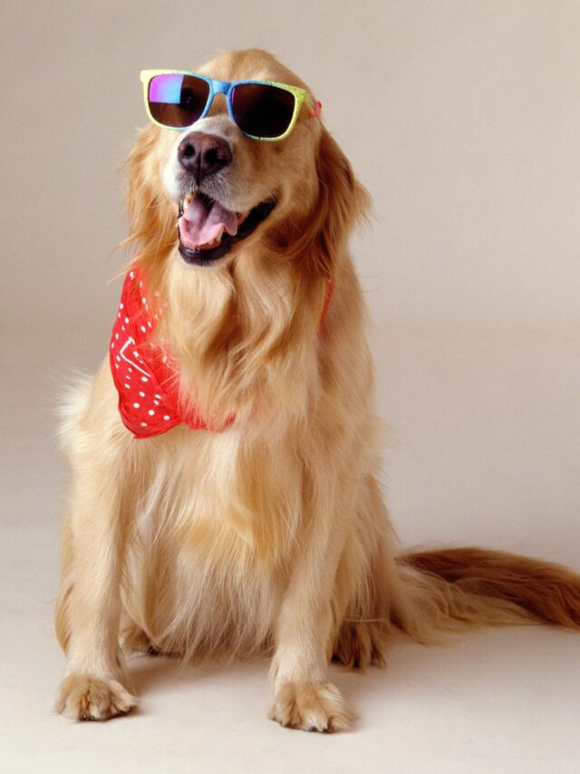 Top 10 Famous dogs bread in Usa