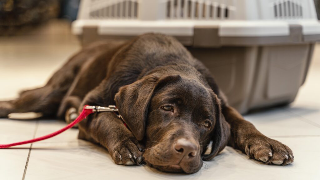 Safe Home Remedies for Dog Diarrhea