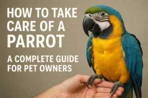 How to Take Care of a Parrot