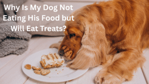 Why is my dog not eating his food but will eat treats?