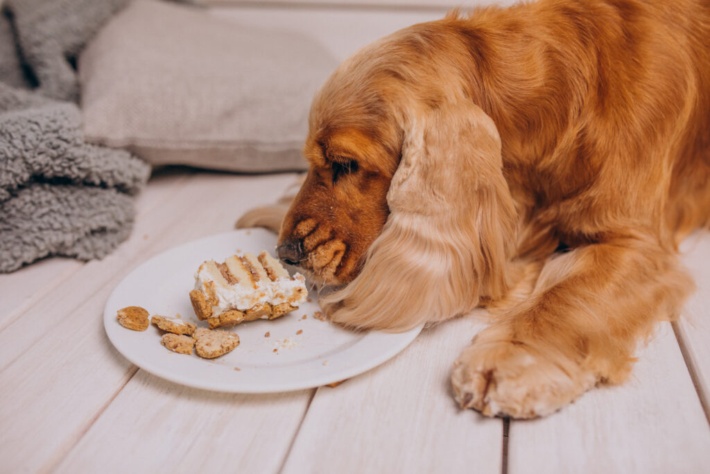 Why Is My Dog Not Eating His Food but Will Eat Treats?