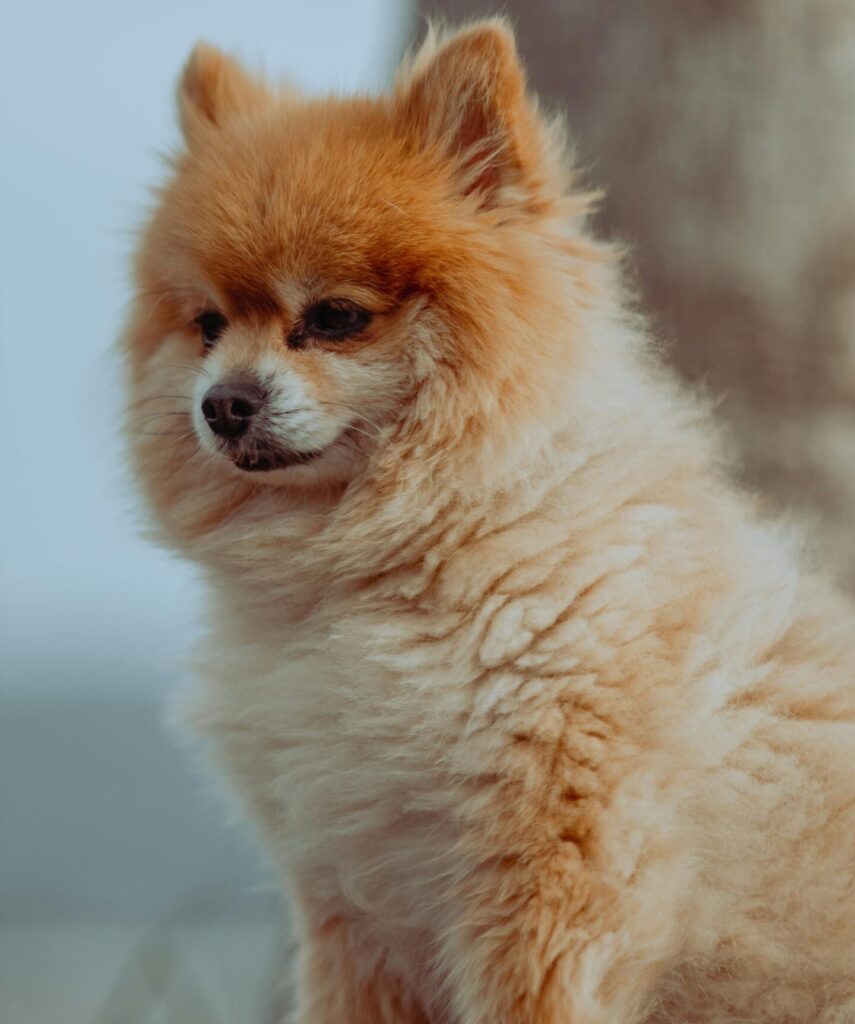 Cute lion dogs with fluffy mane sitting proudly in sunlight