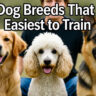 10 Dog Breeds That Are Easiest to Train