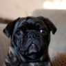 pug dog