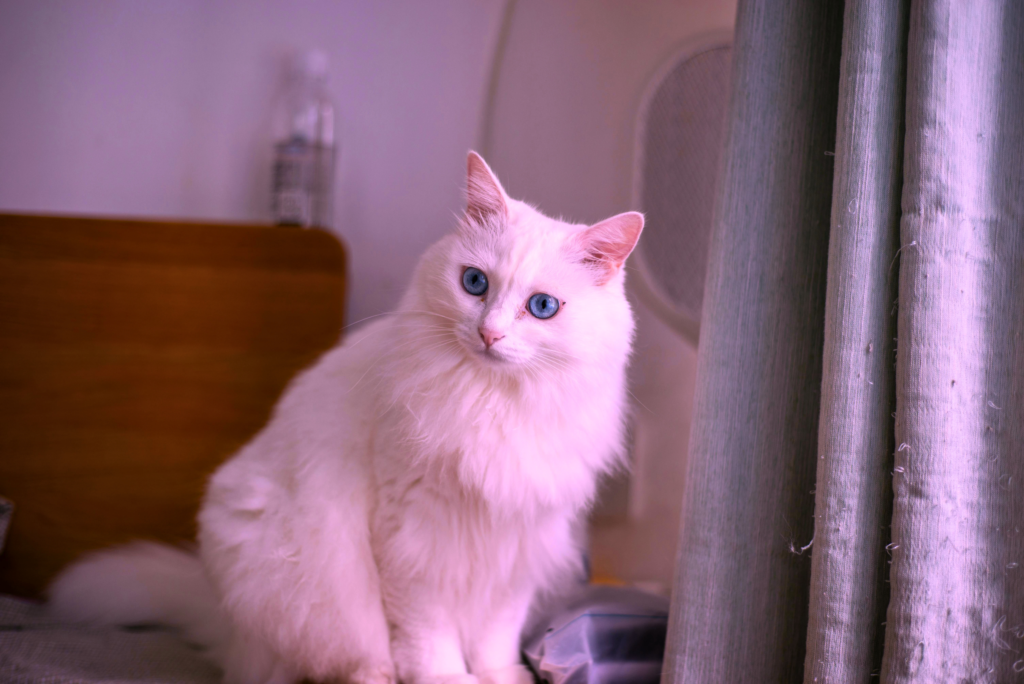 smartest cat breeds in the world