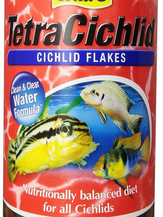 best fish food for freshwater fish