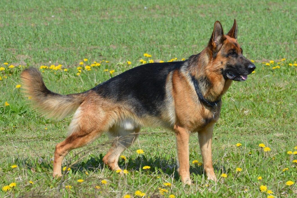 10 Incredible Dog Breeds Built for Service, Strength & Adventure