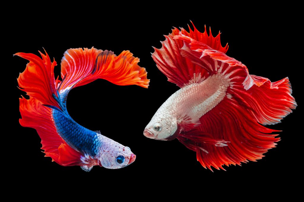 Freshwater Fish