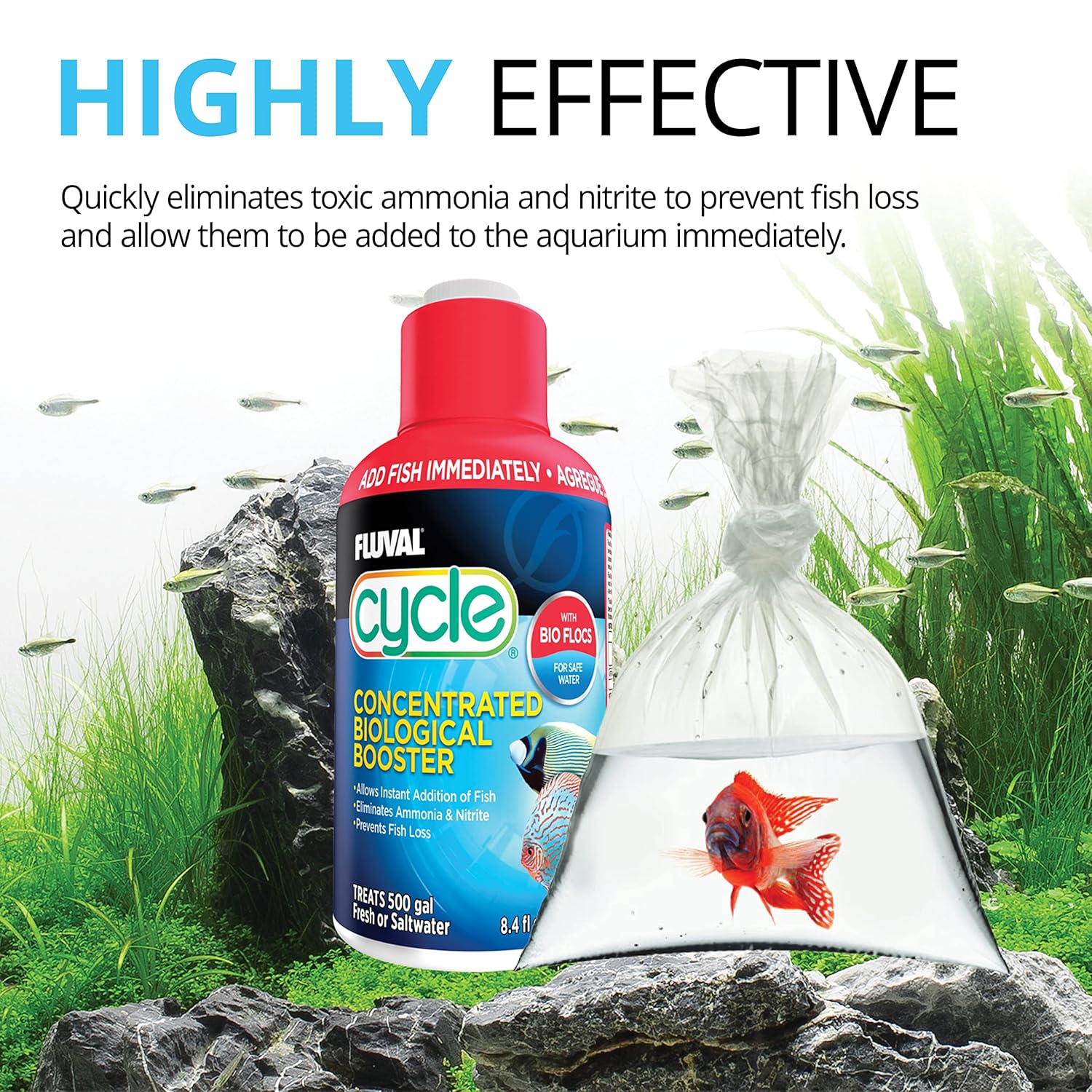 Freshwater Fish
