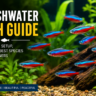 Freshwater Fish