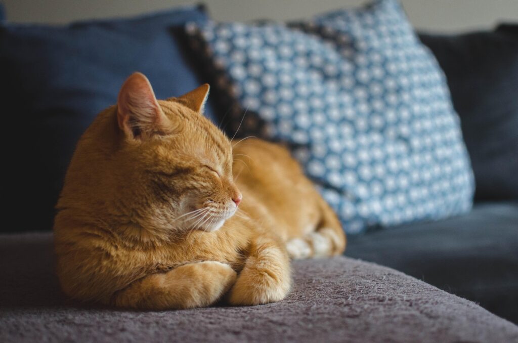 Best Cat Foods for Indoor Cats